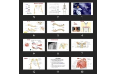 پاورپوینت Upper extrimity skeleton