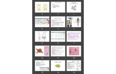 پاورپوینت Lecture 7 Nervous Tissue