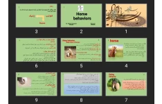 پاورپوینت رفتارشناسی در اسب Horse behaviors