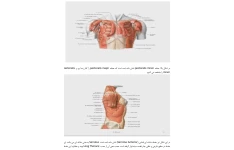 جزوه ساختار عضلات پشتی و قفسه سینه