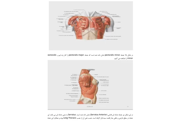 جزوه ساختار عضلات پشتی و قفسه سینه