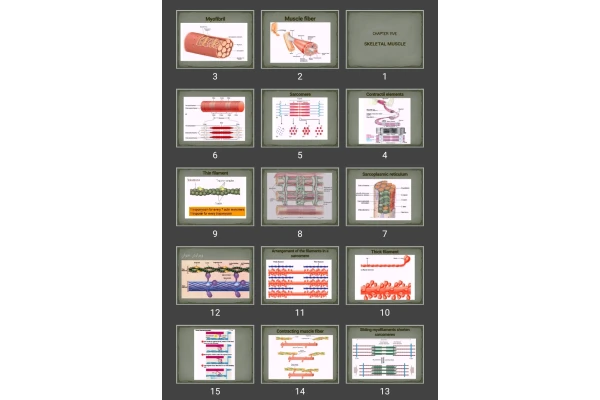 پاورپوینت SKELETAL MUSCLE