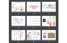 پاورپوینت PRODUCTION OF RED BLOOD CELLS (RBCs)