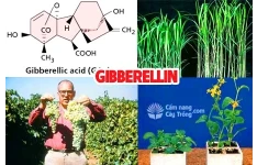 نقش و کاربرد هورمون جیبرلین در باغبانی و کشاورزی