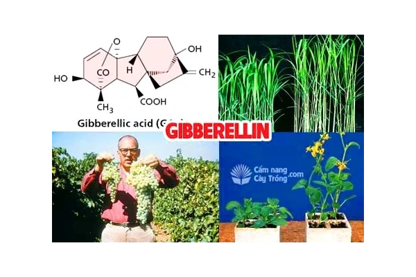 نقش و کاربرد هورمون جیبرلین در باغبانی و کشاورزی