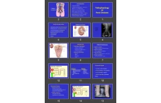 پاورپوینت Pathophysiology Of Renal Diseases