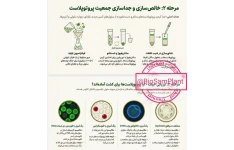 فصل هشتم_اصول بیوتکنولوژی گیاهی _تولید گیاهان هاپلوئید در این ویترو