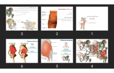 پاورپوینت Lower limb بافت نرم اندام تحتانی
