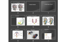 پاورپوینت دستگاه ادراری تناسلی Urinary System