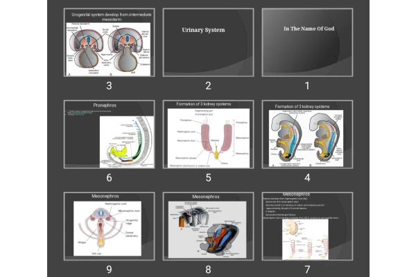 پاورپوینت دستگاه ادراری تناسلی Urinary System