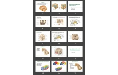 پاورپوینت The Diencephalon and Telencephalon