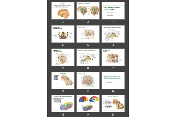 پاورپوینت The Diencephalon and Telencephalon