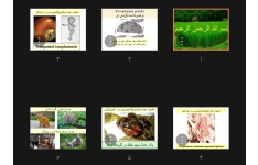 جزوه توکسوپلاسما گوندی