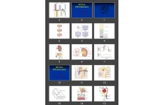 پاورپوینت RENAL Physiology