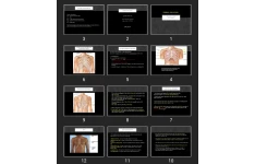 پاورپوینت Thorax and Lungs