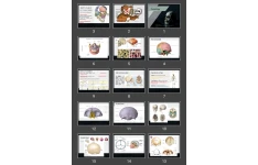 پاورپوینت Osteology