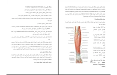 جزوه جایگاه خلفی ساعد