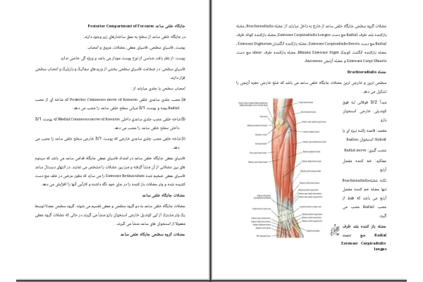 جزوه جایگاه خلفی ساعد