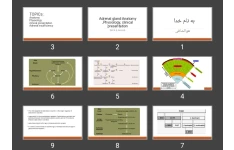 پاورپوینت Adrenal gland:Anatomy ,Physiology, clinical presentation