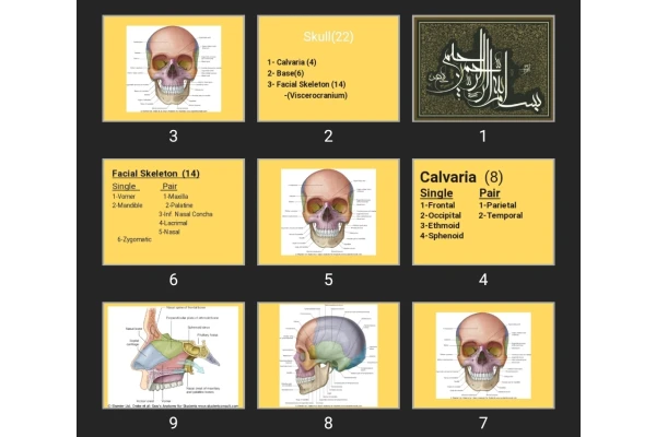 پاورپوینت Bonny Skull related to nose