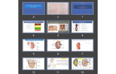 پاورپوینت مروری بر آناتومی و فیزیولوژی کلیه و مجاری ادراری