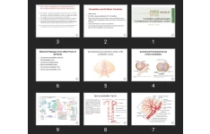 پاورپوینت the cerebellum