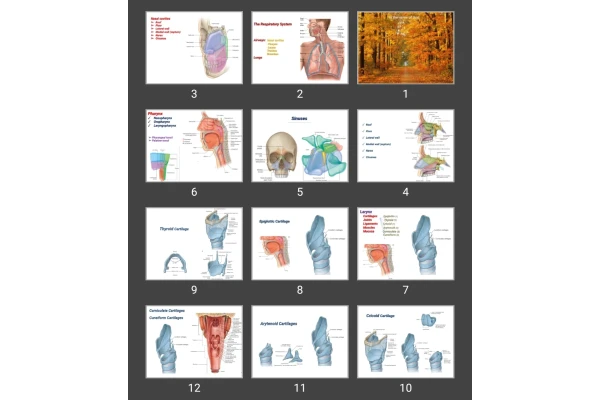 پاورپوینت The Respiratory System