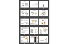 پاورپوینت Skeletal system