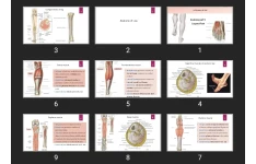 پاورپوینت Lower limb anatomy Leg & foot