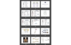 پاورپوینت Osteology (bones of the body)