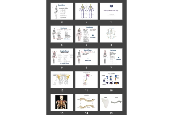 پاورپوینت Osteology (bones of the body)