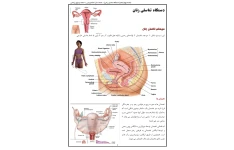 جزوه سیستم تناسلی زنان