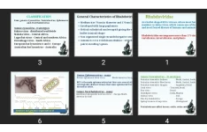 پاورپوینت Rhabdoviridae