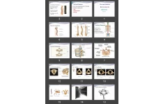 پاورپوینت (اسکلت محوری) The Axial Skeleton