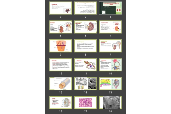 پاورپوینت آناتومی کارکردی و فیزیولوژی دستگاه ادراری Anatomy and physiology of the kidney