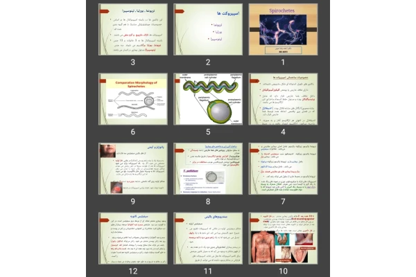پاورپوینت اسپیروکت ها Spirochetes