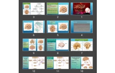 پاورپوینت The Basal Nuclei (Basal Ganglia) and Their Connections