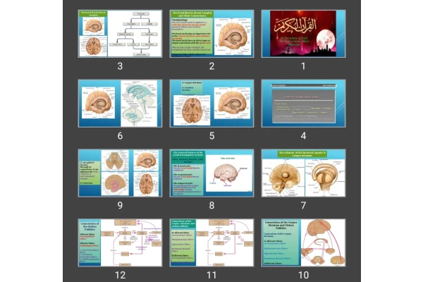 پاورپوینت The Basal Nuclei (Basal Ganglia) and Their Connections