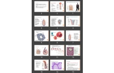 پاورپوینت MALE REPRODUCTIVE SYSTEM