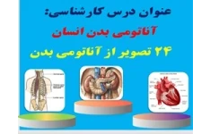 پاورپوینت درس کارشناسی آناتومی بدن انسان 24 تصویر از آناتومی بدن همراه با توضیحات
