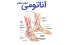 سوالات علوم پایه آناتومی اندام تحتانی pdf