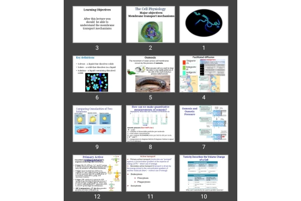 پاورپوینت The Cell Physiology