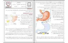 جزوه تشریح دستگاه گوارش معده