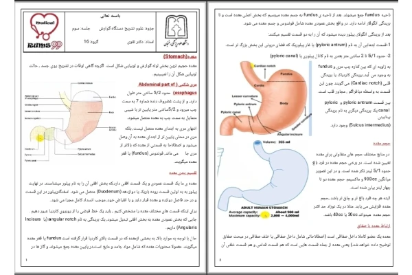 جزوه تشریح دستگاه گوارش معده