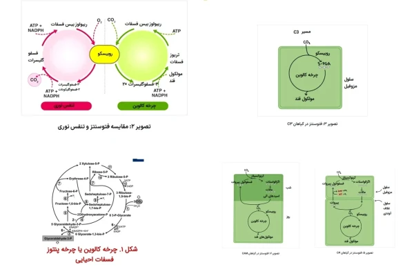 فتوسنتز