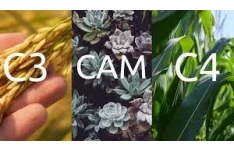 فتوسنتز در گیاهان CAM - بخش اول