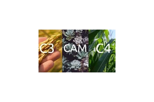 فتوسنتز در گیاهان CAM - بخش اول