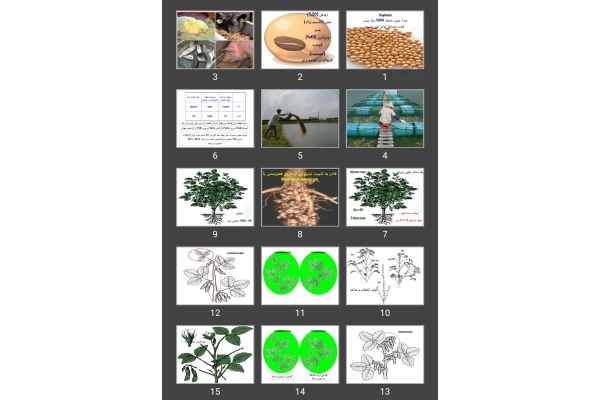 پاورپوینت سویا Soybean