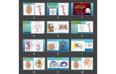 پاورپوینت The Blood Supply of the Brain and Spinal Cord