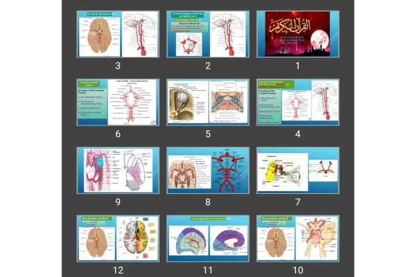 پاورپوینت The Blood Supply of the Brain and Spinal Cord